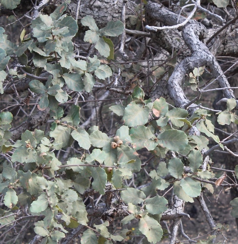 Quercus praeco