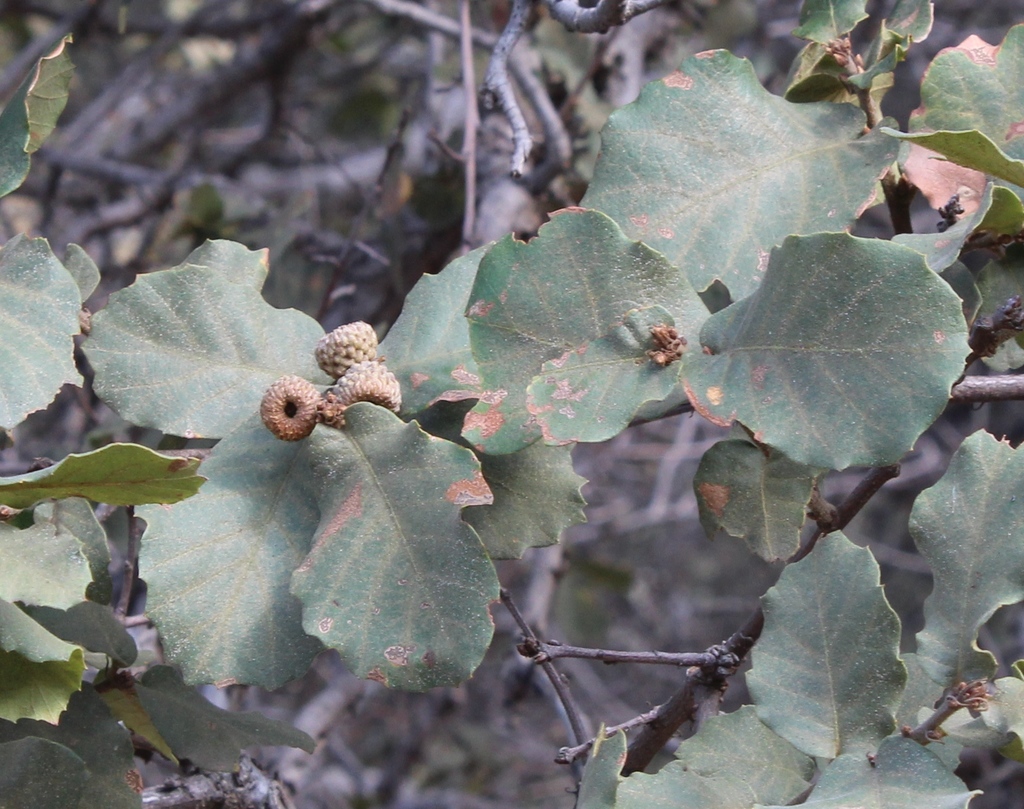 Holm oak