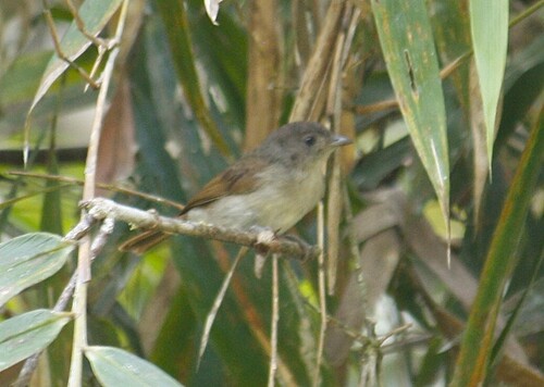 Brown Fulvetta (Alcippe brunneicauda), photo 9