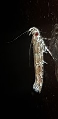Anatrachyntis rileyi