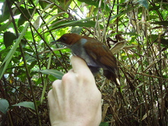 Grey-Chested Babbler photo 1