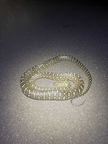 Diamond Python sighting