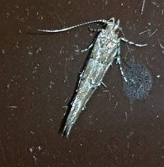 Anatrachyntis rileyi
