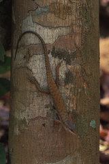 Sphenomorphus melanopogon