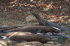 Varanus komodoensis