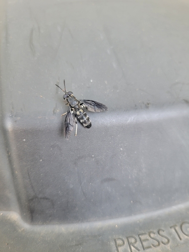 Unknown species found near Wissahickon, Philadelphia, PA 19128, USA