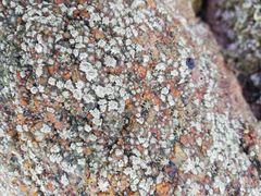 Chthamalus hedgecocki