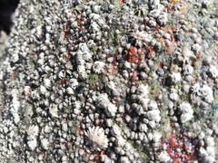 Chthamalus hedgecocki