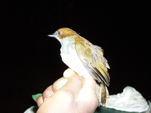 (c) Mark Hulme, some rights reserved (CC BY-NC), uploaded by Mark Hulme iNaturalist image