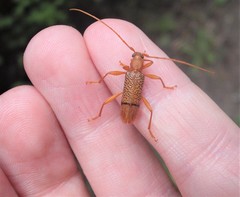 Xuthodes punctipennis