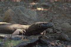 Varanus komodoensis