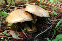 Suillus cothurnatus
