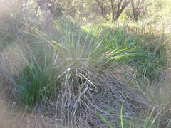 Eryngium sparganophyllum