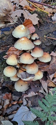 Grünblättriger Schwefelkopf