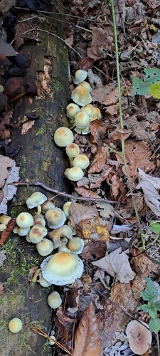 Grünblättriger Schwefelkopf