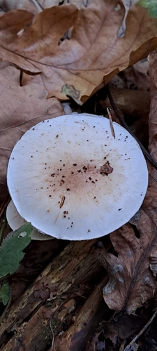 Tonweißer Schüppling