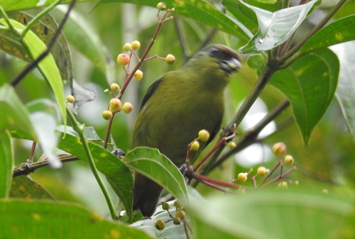 Euphonia gouldi