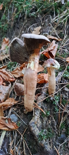 Ziegelroter Schwefelkopf