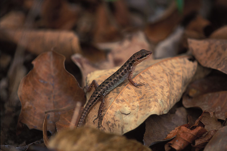Lesser Sunda Dark-Throated Skink