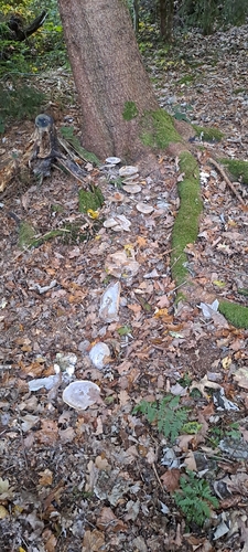 Nebelgrauer Trichterling