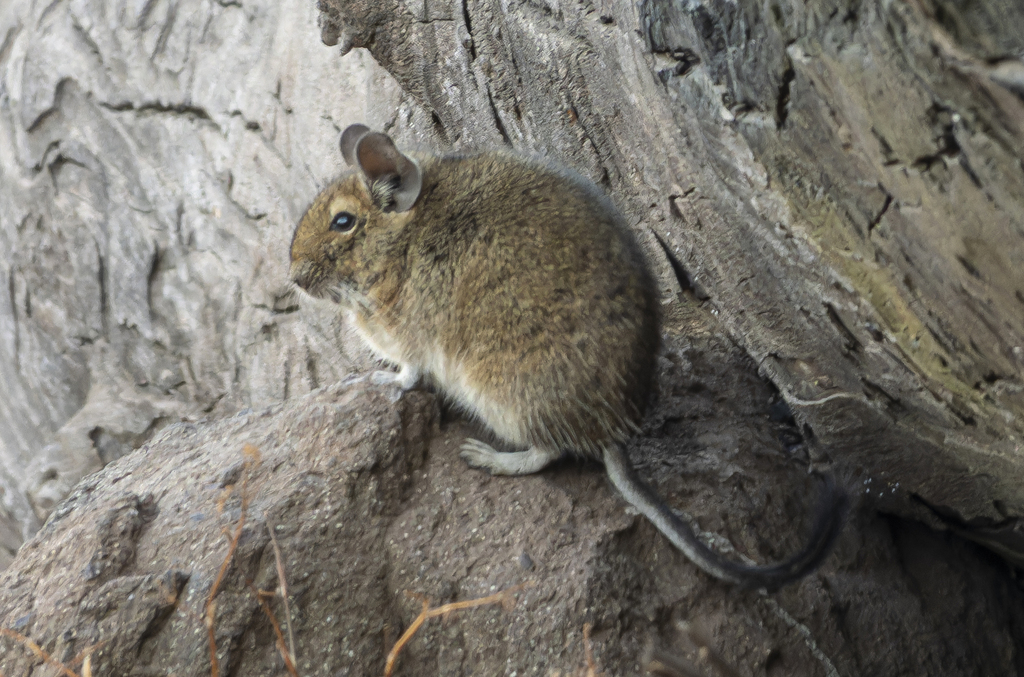 Common Degu from Quebrada de Macúl, Región Metropolitana, Chile on ...