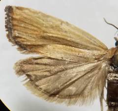 Eucosma radiatana