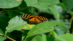 Eresia ithomioides alsina