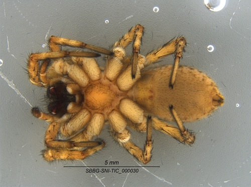 Koch's Wolf Spider