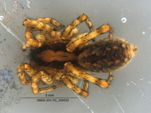 Koch's Wolf Spider