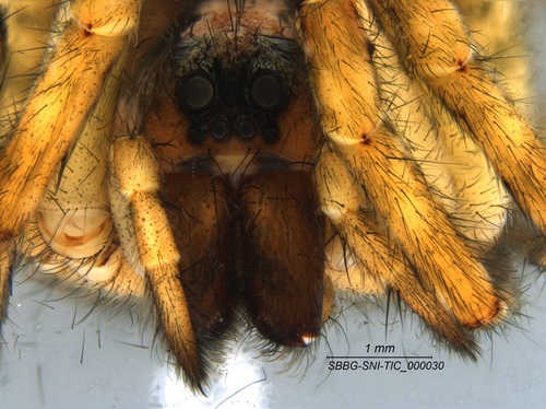 Koch's Wolf Spider