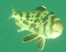 Seriolina nigrofasciata