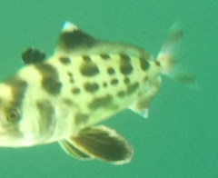 Seriolina nigrofasciata