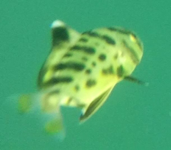 Seriolina nigrofasciata