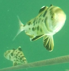 Seriolina nigrofasciata