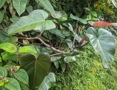 Philodendron erubescens