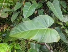 Philodendron erubescens