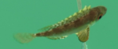Priacanthidae