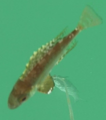 Priacanthidae