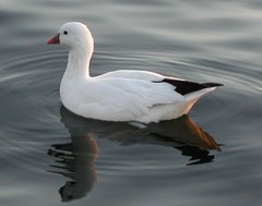 Ross's Goose photo 3