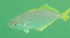 Alepes apercna
