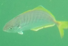 Alepes apercna