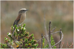 Ochthoeca fumicolor
