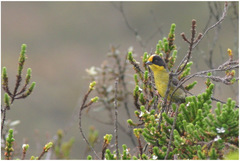 Atlapetes pallidinucha