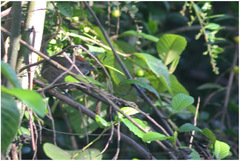 Synallaxis subpudica