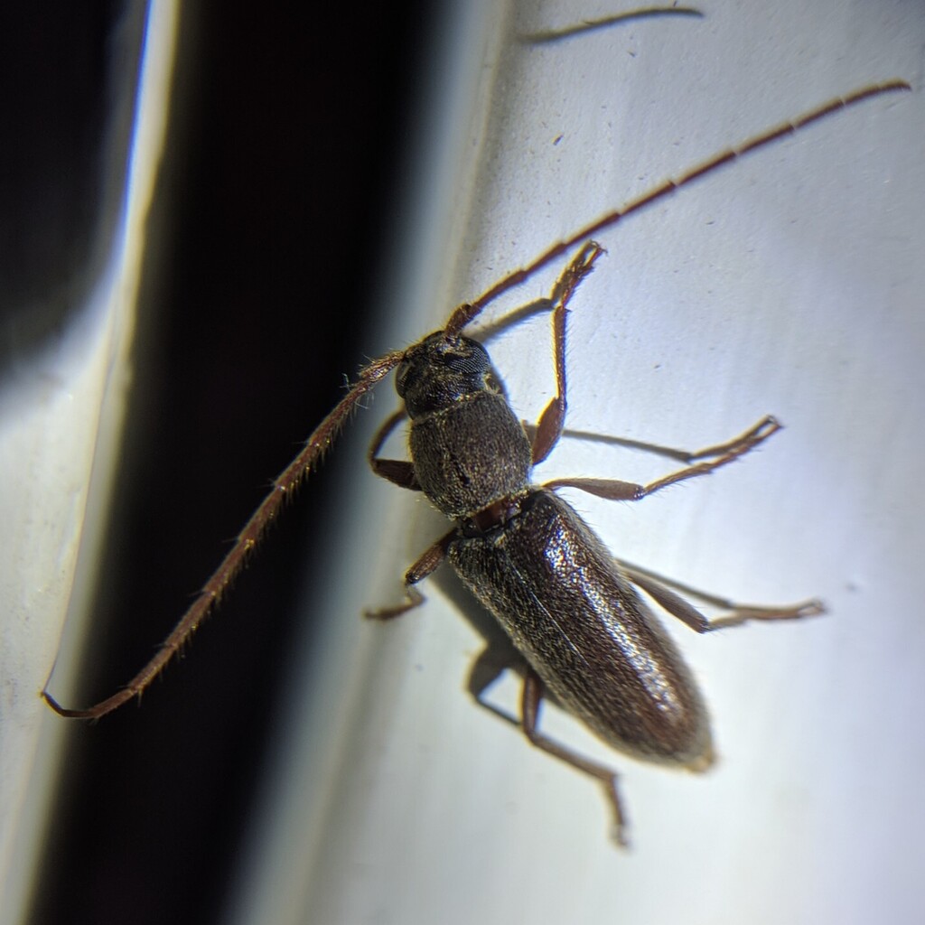 Achryson unicolor