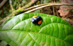 Omaspides specularis