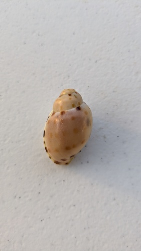 Casmaria ponderosa observed 2025-10-06