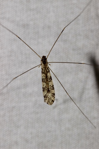 Unknown species found near Zinn Chapel Rd, Reedsville, WV, US