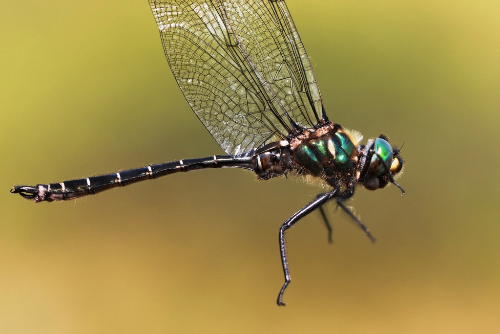 Ringed Emerald