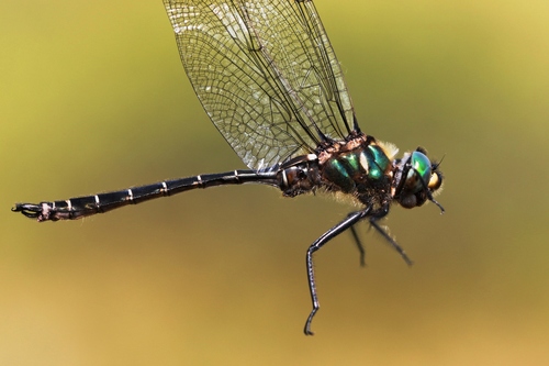 Ringed Emerald